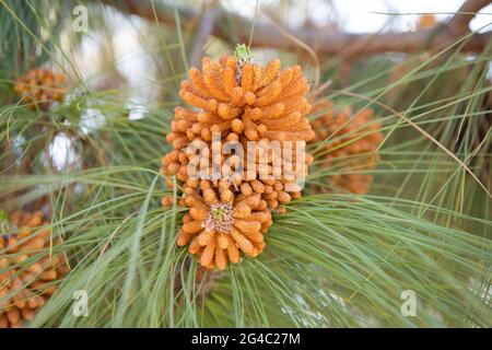 Männliche Pollen staminieren Kiefernzapfen oder Strobili auf Nadelbaum, Kiefernbaum Stockfoto