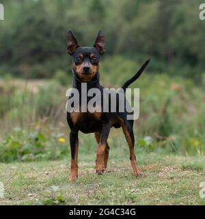 Miniatur pinscher Stockfoto