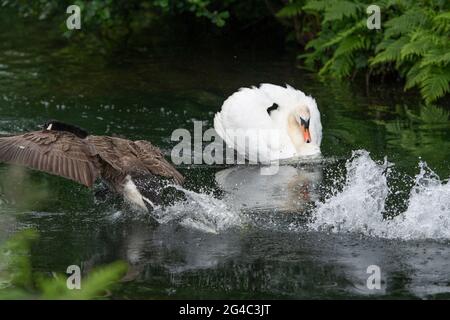schwan greift eine kanadagans an Stockfoto