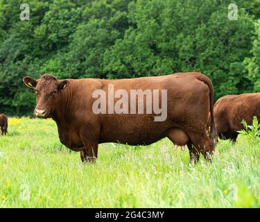 Ruby Devon Kuh im Feld stehend Stockfoto