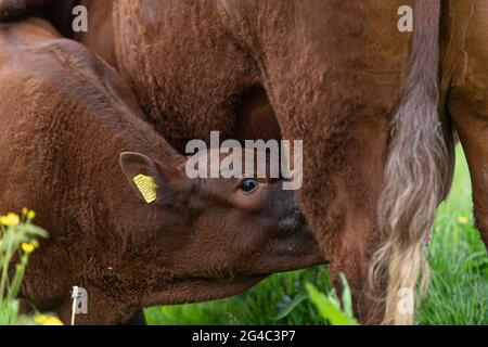 Kalb trinkt von seiner Mutter Stockfoto