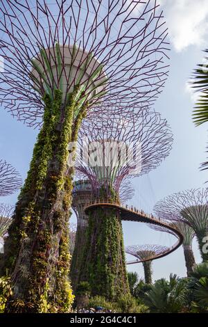 Blick auf den berühmten Supertree Grove und den Fußgängerweg in Singapurs Gärten an der Bucht. Stockfoto