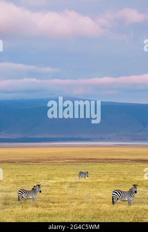 Zebras in Ngorongoro Krater, Tansania Stockfoto