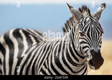 Zebra im Ngorongoro-Krater, Tansania Stockfoto