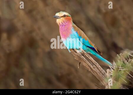 Flieder-Reiher-Walze in der Serengeti, Tansania, Afrika Stockfoto