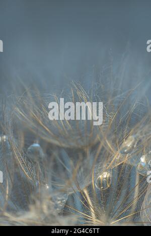 Nahaufnahme von Dandelionssamen mit abstraktem Touch Stockfoto