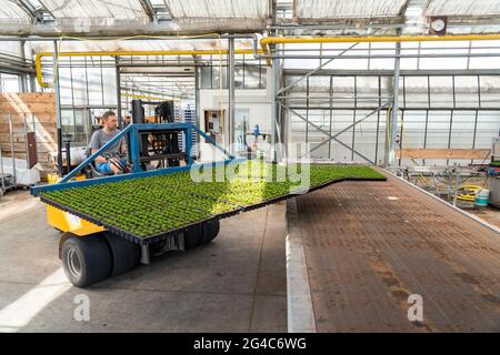 Gartenbauunternehmen, Stecklinge, Heidekraut, Ginster Heidepflanzen, Calluna vulgaris, Werden nach dem Wachsen und Umtopfen, in ein Gewächshaus, für transportiert Stockfoto