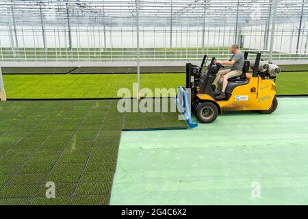 Gartenbauunternehmen, Stecklinge, Heidekraut, Ginster Heidepflanzen, Calluna vulgaris, Werden nach dem Wachsen und Umtopfen, in ein Gewächshaus, für transportiert Stockfoto