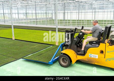 Gartenbauunternehmen, Stecklinge, Heidekraut, Ginster Heidepflanzen, Calluna vulgaris, Werden nach dem Wachsen und Umtopfen, in ein Gewächshaus, für transportiert Stockfoto