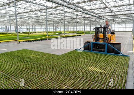 Gartenbauunternehmen, Stecklinge, Heidekraut, Ginster Heidepflanzen, Calluna vulgaris, Werden nach dem Wachsen und Umtopfen, in ein Gewächshaus, für transportiert Stockfoto