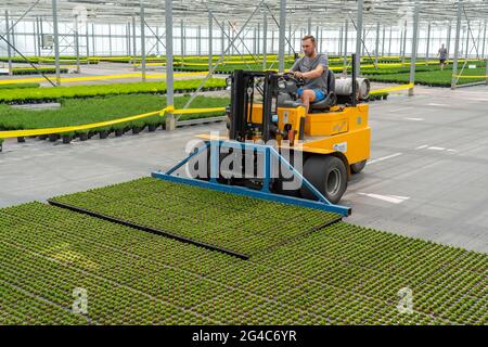 Gartenbauunternehmen, Stecklinge, Heidekraut, Ginster Heidepflanzen, Calluna vulgaris, Werden nach dem Wachsen und Umtopfen, in ein Gewächshaus, für transportiert Stockfoto