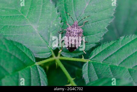 Nahaufnahme Stinkwanze auf dem grünen Blatt ist der braune marmorierte Stinkwanze ein Insekt. Stockfoto