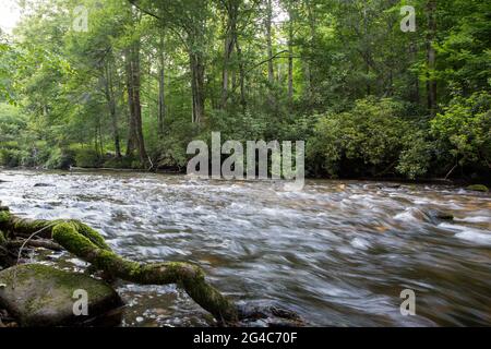 Ein Abschnitt des Davidson River in der Abenddämmerung, der in der Nähe der Stadt Brevard im Pisgah National Forest von North Carolina fließt. Stockfoto