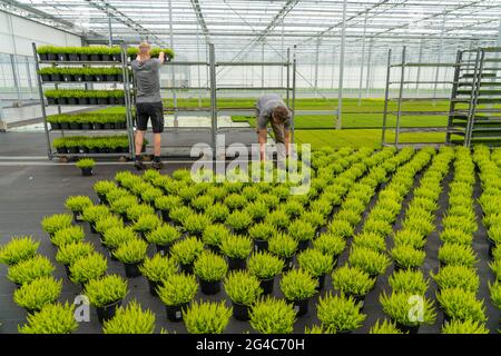 Gartenbaubetrieb, Mutterpflanzen, aus denen Heideschnitzel, Ginster-Heidekraut, Calluna vulgaris, angebaut werden, NRW, Deutschland Stockfoto