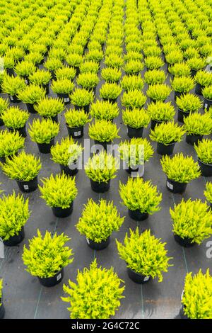 Gartenbaubetrieb, Mutterpflanzen, aus denen Heideschnitzel, Ginster-Heidekraut, Calluna vulgaris, angebaut werden, NRW, Deutschland Stockfoto