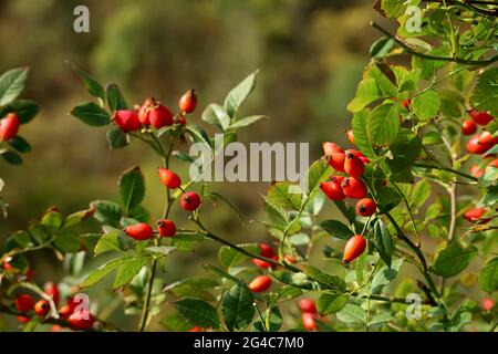Nahaufnahme Buns von lebendigen roten Rosen Hip Früchte reifen auf den Bäumen Stockfoto