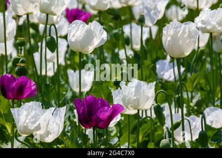 Opiummohn in Latein, Türkei, bekannt als Papaver somniferum Stockfoto