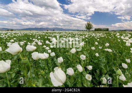 Opiummohn in Latein, Türkei, bekannt als Papaver somniferum Stockfoto