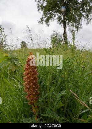 Knapweed Broomrape (Orobanche elatior) auch als Tall Broomrape bekannt. Es ist eine parasitäre Pflanze. Stockfoto