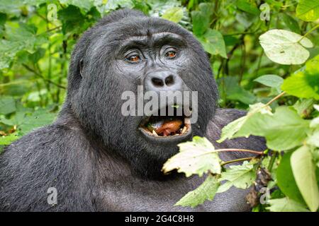 Silverback-Berggorilla in Bwindi, Uganda, Afrika Stockfoto