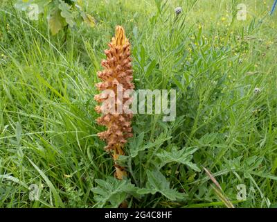 Knapweed Broomrape (Orobanche elatior) auch als Tall Broomrape bekannt. Es ist eine parasitäre Pflanze. Stockfoto