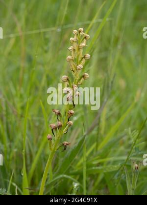 Man Orchid (Orchis anthropophora) ist eine gefährdete Pflanze. Stockfoto