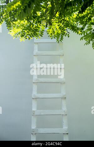 Leiter, die an eine Wand gelehnt ist. Weiße Holzleiter, die hinter einem baumgrünen Laub nach oben geht. Licht kommt von oben. Freiheit, Erfolgskonzept Stockfoto