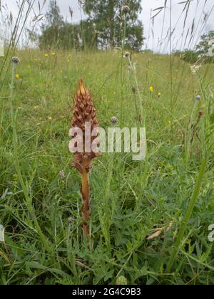 Knapweed Broomrape (Orobanche elatior) auch als Tall Broomrape bekannt. Es ist eine parasitäre Pflanze. Stockfoto