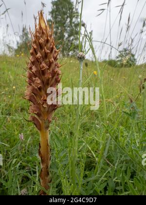 Knapweed Broomrape (Orobanche elatior) auch als Tall Broomrape bekannt. Es ist eine parasitäre Pflanze. Stockfoto