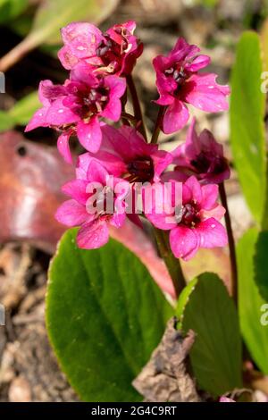 Bergenia Elefanten Ohren Bergenia Flirt Blume Rosa Blumen Stockfoto