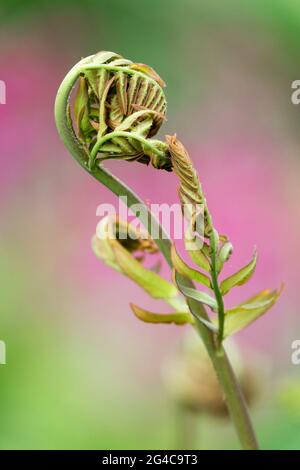 Royal Fern Osmunda regalis Entfaltung Frond Stockfoto