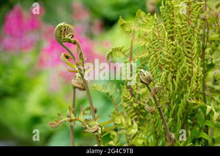 Königsfarn Osmunda regalis Stockfoto