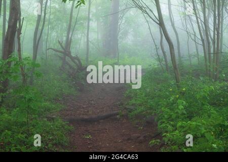 Der Appalachian Trail im Shenandoah National Park, Virginia, USA, ist von Nebel, grünen Farnen und Felsbrocken umgeben Stockfoto