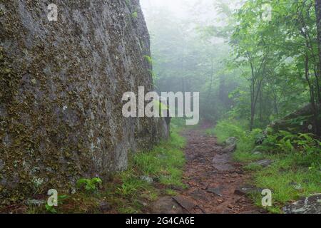 Der Appalachian Trail im Shenandoah National Park, Virginia, USA, ist von Nebel, grünen Farnen und Felsbrocken umgeben Stockfoto