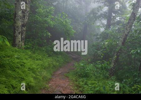 Der Appalachian Trail im Shenandoah National Park, Virginia, USA, ist von Nebel, grünen Farnen und Felsbrocken umgeben Stockfoto