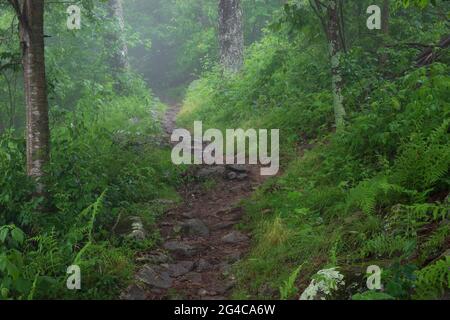 Der Appalachian Trail im Shenandoah National Park, Virginia, USA, ist von Nebel, grünen Farnen und Felsbrocken umgeben Stockfoto