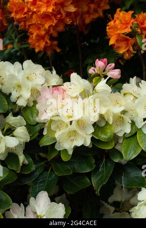 Rosafarbene Knospen, blassgelbes Rhododendron Horizon Monarch Stockfoto