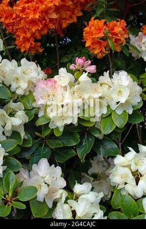 Rosafarbene Knospen, blassgelbes Rhododendron Horizon Monarch Stockfoto