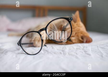 Lustige fette Ingwerkatze liegt auf dem Bett und spielt mit Gläsern in schwarzen Rahmen. Beginn eines neuen Schuljahres Stockfoto
