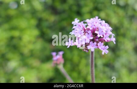 Makro-Nahaufnahme der Blüten von Purptop-Vervain, Clustertop-Vervain oder hoher Verbena (Verbena bonariensis) mit Kopierraum nach links Stockfoto
