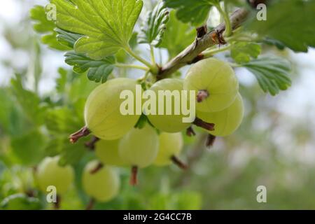 Makroaufnahme von Stachelbeeren, die am Busch wachsen, von unten betrachtet Stockfoto