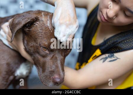 Junge Frau, die mit ihrem Lieblingshund, dem Konzept des Welthundes Love Day, ein Bad nimmt. Stockfoto