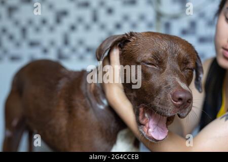 Junge Frau, die mit ihrem Lieblingshund, dem Konzept des Welthundes Love Day, ein Bad nimmt. Stockfoto