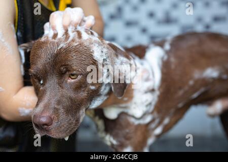 Junge Frau, die mit ihrem Lieblingshund, dem Konzept des Welthundes Love Day, ein Bad nimmt. Stockfoto