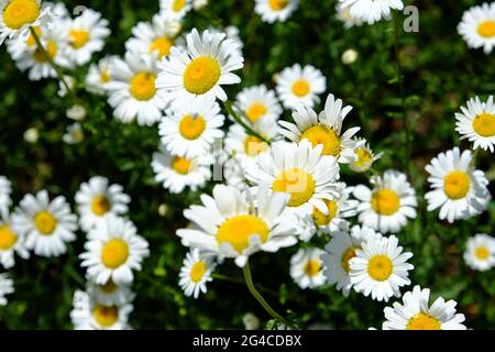 Schöne Gruppe von guten alten Gänseblümchen (Leucanthemum vulgare) in einem Glebe Garten in voller Sonne. Ottawa, Ontario, Kanada. Stockfoto