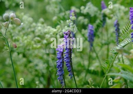 Schöner violett getuftete Vetch (Vicia cracca) auf einer Sommerwiese in Ontario, Kanada. Stockfoto