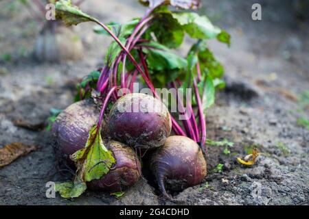 Frisch geerntete Rote Beete in Holzkiste, Haufen von hausgemachten Bio-Rüben mit Blättern auf dem Boden Stockfoto