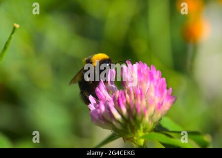 Hungrige Bumblebee auf rosa Blume Stockfoto