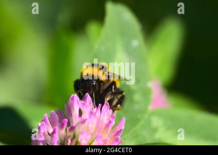 Hungrige Bumblebee auf rosa Blume Stockfoto