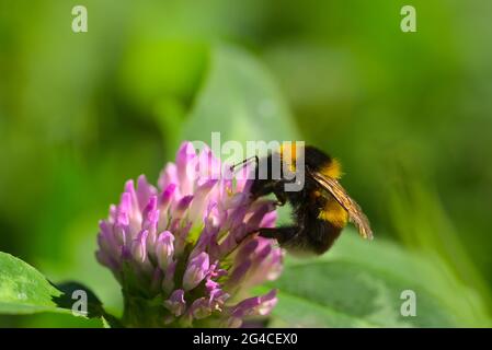 Hungrige Bumblebee auf rosa Blume Stockfoto